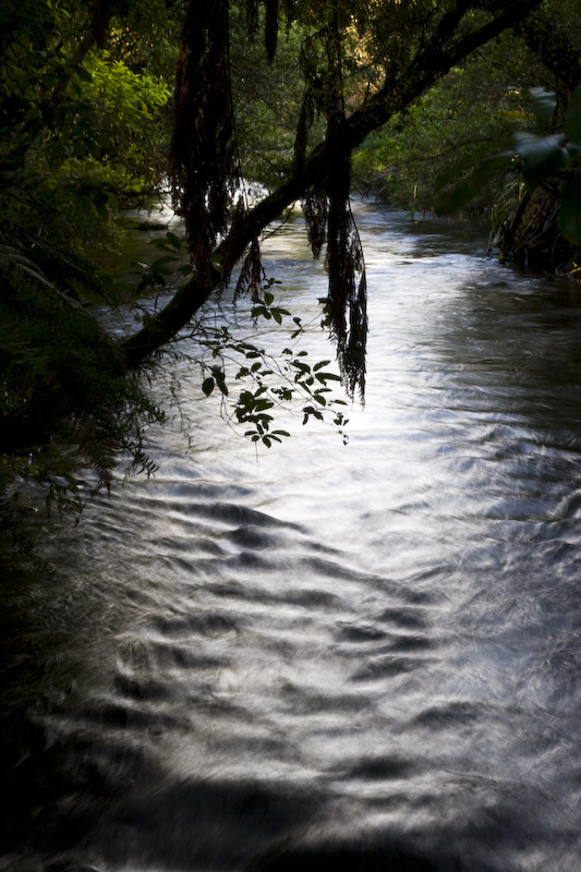 Foilage Overhanging Stream